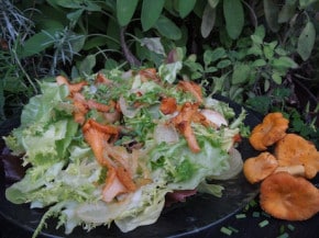 Salade d'automne